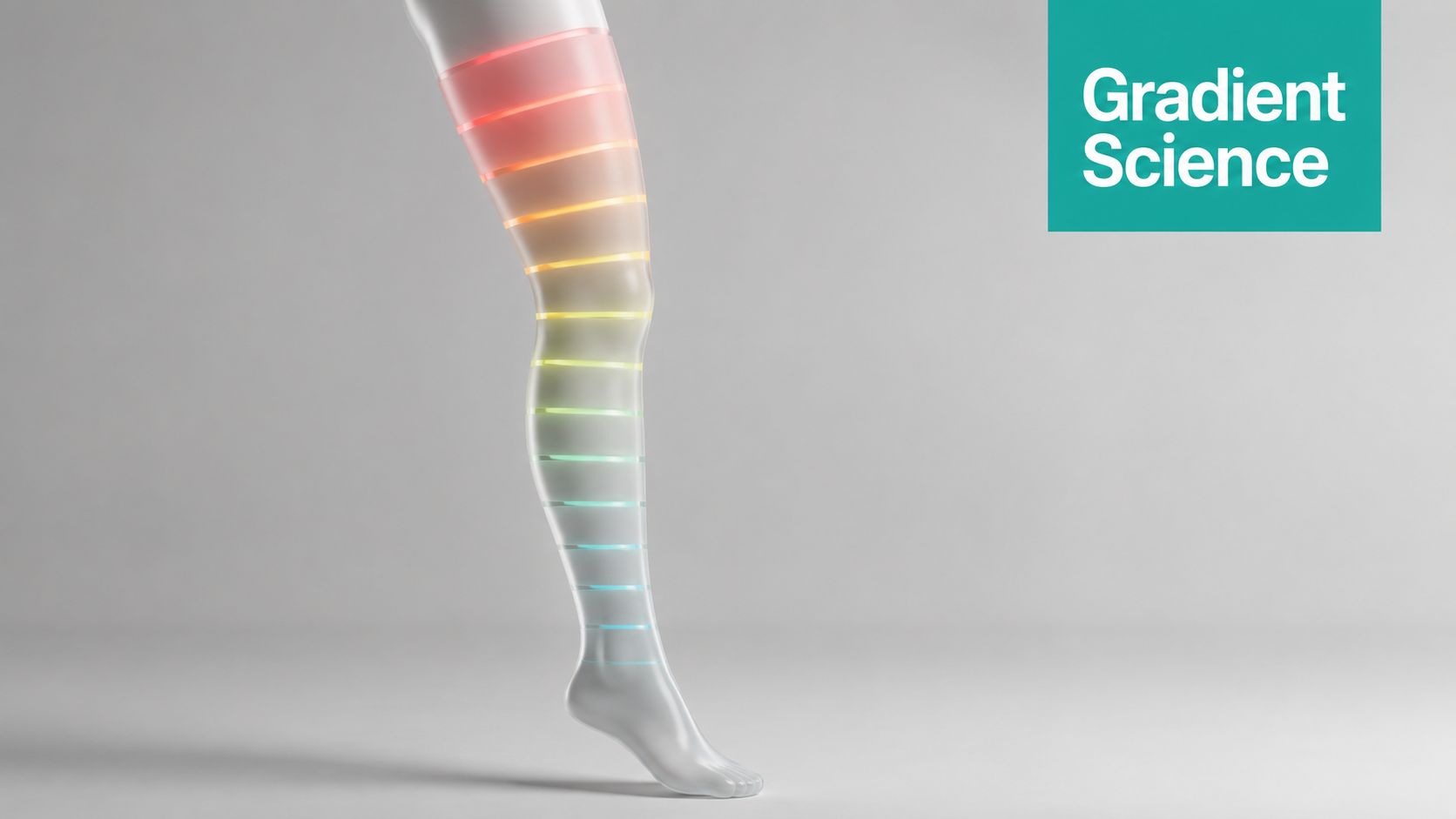 A 3D representation of a human leg featuring a color-coded gradient highlighting compression levels for medical stockings.