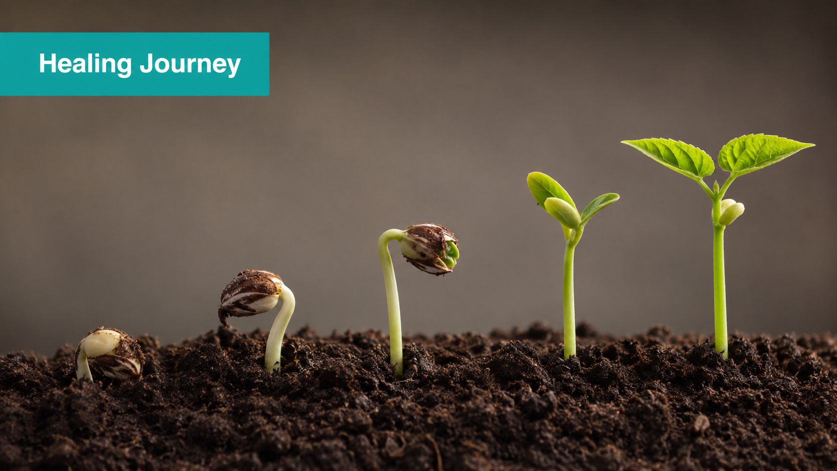 Four different stages of a plant seedling emerging from dark soil, symbolizing a journey of growth.