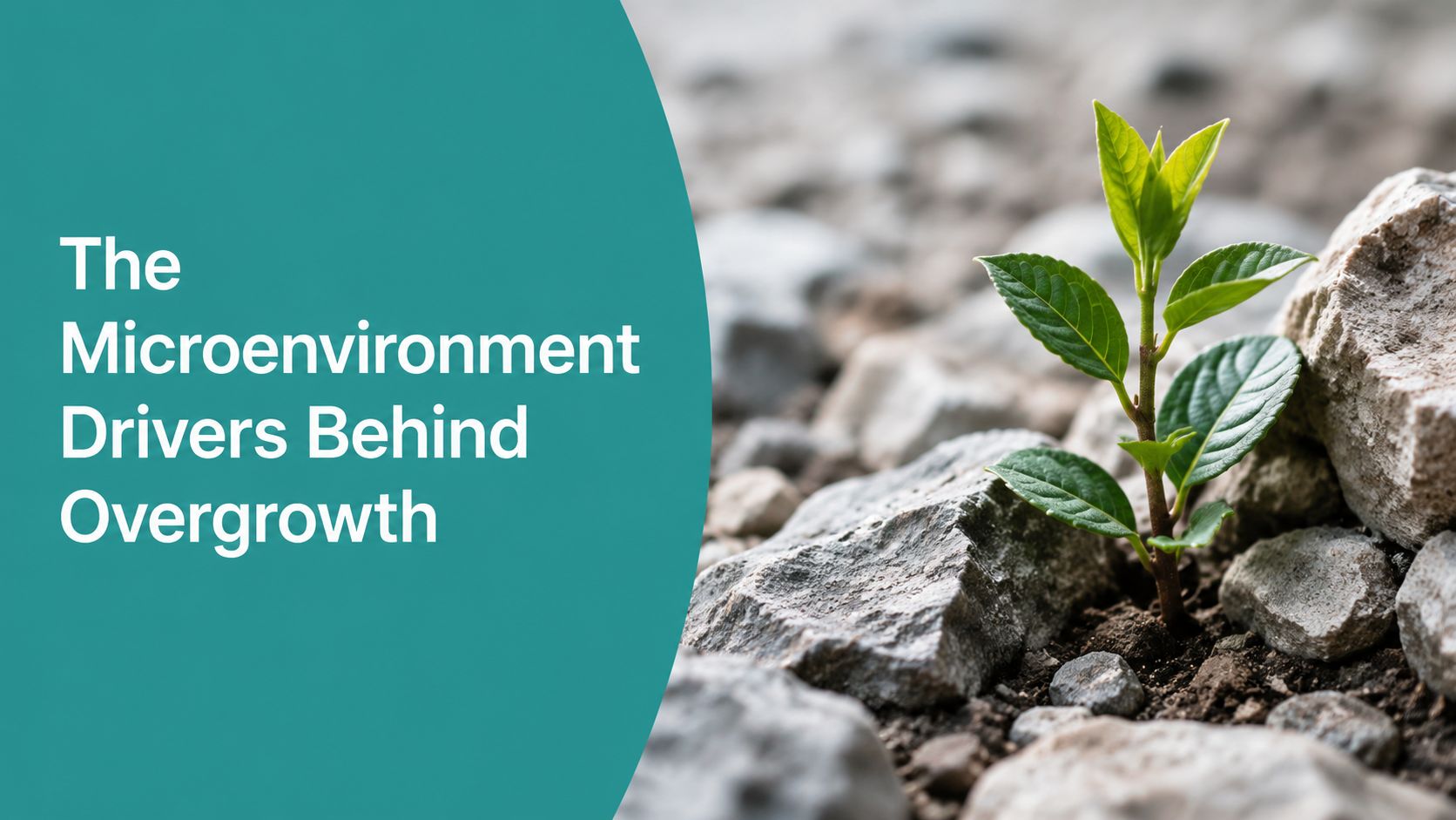 A small green plant sprouting from dry, rocky soil, symbolizing growth within a difficult microenvironment.