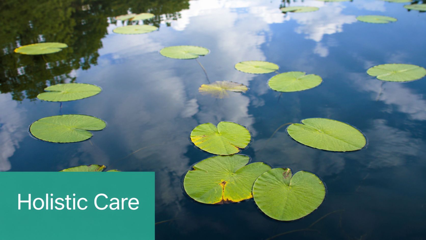 A serene pond featuring green lily pads floating on dark water reflecting the bright blue sky.