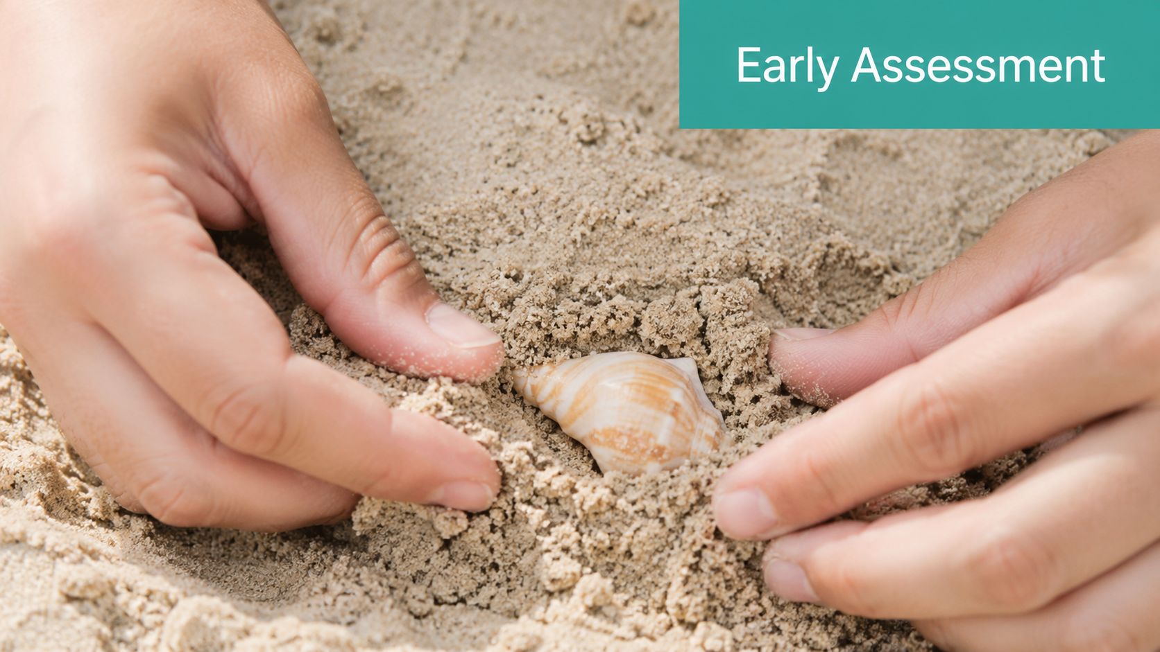 A close up view of hands carefully digging a seashell out of the sandy beach soil.